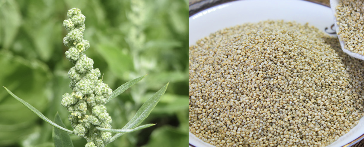 藜麥真空包裝效果 藜麥真空包裝效果